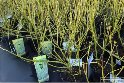 Obrázok produktu pre 10 ks kríka Cornus stolonifera 'Flaviramea' | výška 40-60 cm, bez koreňového balu