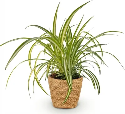 Obrázek produktu pro Chlorophytum comosum Variegatum – pokojová rostlina včetně přírodního košíku