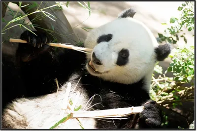 Produktbild von Wallario Wandbild Panda knabbert an Bambusstücken, Größe: 61 x 91,50 cm, Poster mit schwarzem Aluminiumrahmen