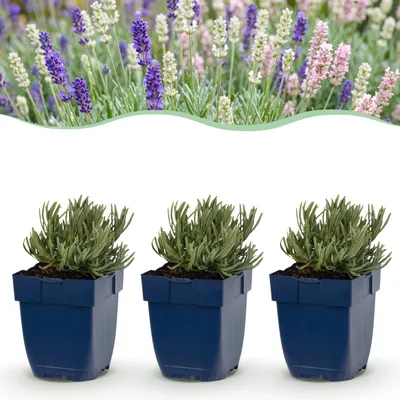 Produktbild von Lavandula Tricolour – Lavendel – Duftend – Blau – Rosa – Weiß – 6 Pflanzen - 15-25cm - Ø11cm - Gartenpflanze