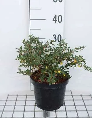 Immagine prodotto di Berberis verruculosa - Crespino verrucoso sempreverde Contenitore da 25-30 cm