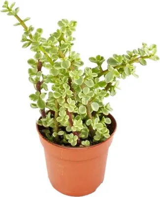Produktbild von Portulacaria afra var. - Jadebaum - im 8,5cm Topf