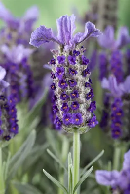Produktbild von Lavandula stoechas, Schopflavendel, ca. 9x9 cm Topf, aromatisch