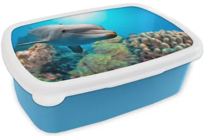 Produktbild von KitchenYeah® Lunchbox Brotzeit Brotdose 17x11 cm Delfin - Meer - Koralle Kinder Brotzeitdose - Lunch - Kunststoff  - Brotbüchse - Sandwichbox - Lunchbox für Kinder
