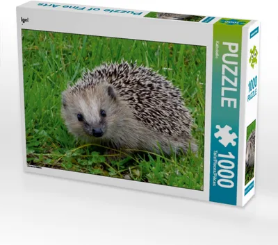 Produktbild von Calvendo Igel 1000 Teile Puzzle quer 640x480mm, CALVENDO; 7314619