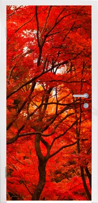 Produktbild von MuchoWow® Türtapete Selbstklebende Türfolie Herbst - Wald - Rot 85x215 cm Türposter Türaufkleber Klebefolie Türklebefolie - Aufkleber für türen - Türplakat - Dekoration