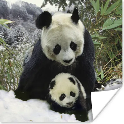 Produktbild von MuchoWow® Poster Panda - Jungtier - Schnee 50x50 cm - Wohnzimmerdekoration
