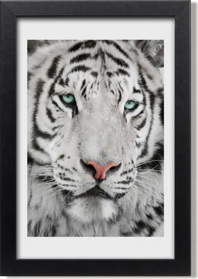 Produktbild von Bild 20x30 MDF-Rahmen, Wandkunst Weißer Tiger