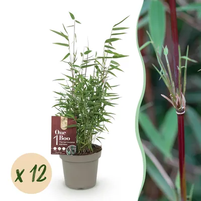 Image de Bambou - Fargesia Red Dragon - Feuillage persistant - Non envahissant - Vert - 12 Plantes - 25-35cm - Ø14cm - Plante de jardin