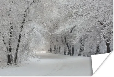 Produktbild von MuchoWow® Poster Bäume - Schnee - Winter 120x80 cm - Bilder