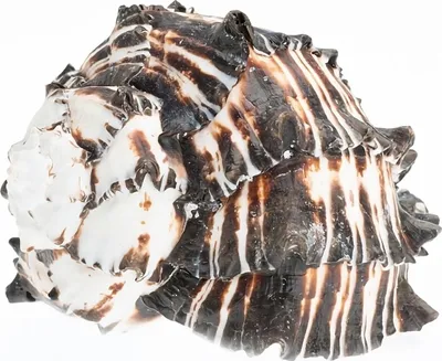Produktbild von Muricanthus nigritus 10-12 cm Schneckenhaus Deko Black Murex maritim Aquarium