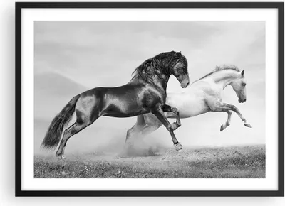 Produktbild von Gerahmtes Poster - Schwarzer Rahmen - Pferde Tiere Galopp Wiese - 70x50 cm - Wand Bild - Wanddeko - Wandbilder - Wandposter - Bilderrahmen - Bilder - Kunstdruck - Wandbild - P2BAA70x50-2683