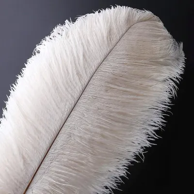 Productafbeelding van Natuurlijke Struisvogelveren voor Bruiloft en Decoratie