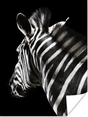 Produktbild von MuchoWow® Poster Zebra - Wilde Tiere - Muster 120x160 cm - Wandbilder