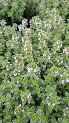 Image de Thymus x citriodorus / Thym citron