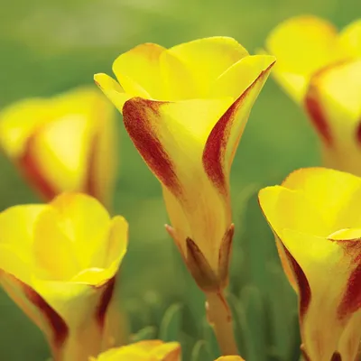 Zdjęcie produktu dla Oxalis - Szczawik Golden Cape 1 szt. Cebulki Cebule Kwiatowe