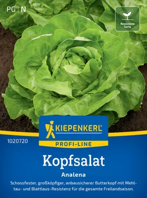 Produktbild von Kiepenkerl Kopfsalatsamen Analena Lactuca sativa 120 Pflanzen
