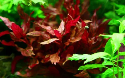 Produktbild von Aquarium Pflanze Alternanthera reineckii Rosanervig Tropica Topf Nr.323D