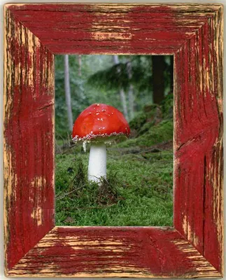 A framed picture of a red and white mushroom in a forest setting.