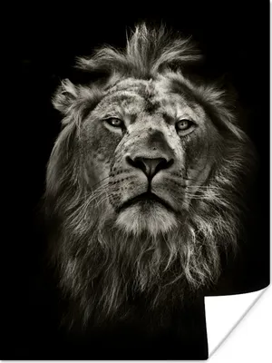 Produktbild von MuchoWow® Poster Löwe - Tiere - Porträt - Wildtiere - Schwarz und weiß 120x160 cm - Wandbilder