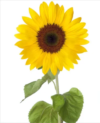 Produktbild von Wallario Magnet für Kühlschrank / Geschirrspüler, magnetisch haftende Folie - 60 x 80 cm, Motiv: Sonnenblume