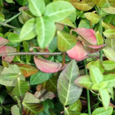 Produktbild von 2 x  Kriechspindel  - Euonymus fortunei 'Coloratus'  | 20-30 cm in Container