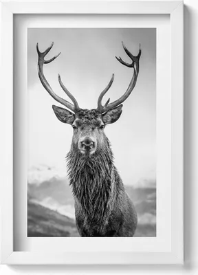 Produktbild von Schwarz-weißes Hirschtier– Wandbild mit Rahmen – Gerahmtes Bild  – Wanddekoration – 20x30 cm – Weiß
