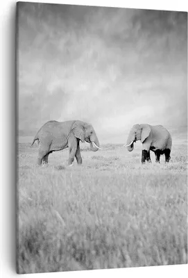 Produktbild von Bild auf Leinwand - Leinwandbild - Einteilig - Elefanten Schwarzweiß Safari - 50x70cm - Wand Bild - Wanddeko - Wandbilder - Leinwanddruck - Wanddekoration - Leinwand bilder - Wandbild - PA50x70-4186