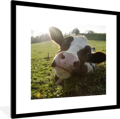 Produktbild von MuchoWow® Gerahmtes Poster Kuh - Licht - Landschaft 40x40 cm - Poster mit Schwarzem Bilderrahmen Wandposter Rahmen Foto Bilder - Poster - Plakat im Rahmen