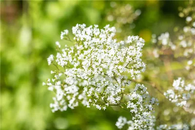 Produktbild von Echtes Mädesüß - Filipendula ulmaria - Heimische Wildstaude, im 12 cm-Topf - 12 cm