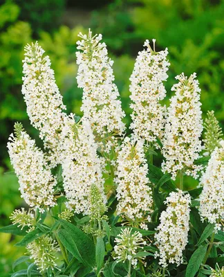 Zdjęcie produktu dla Buddleja davidii 'White Ball', krzew motylkowy, biały, 40-60 cm