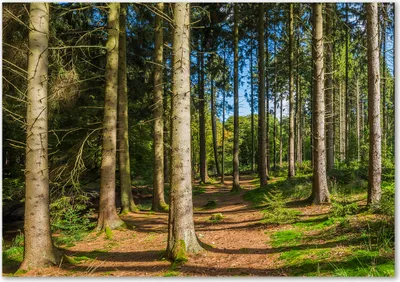 Produktbild von Tulup® Glas-Bild - 100 x 70 - Wandbild aus Glas - Wandkunst - Wandbild hinter gehärtetem Sicherheitsglas - Landschaften - Wald Panorama - Grün