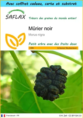 Image de SAFLAX Ensemble-cadeau - Mûrier noir - 200 graines - Morus