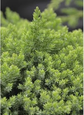 Produktbild von Kriechwacholder Botanico Juniperus procumbens 'Nana' H 30 cm Co 3,7 L