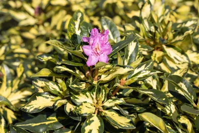 Produktbild von Rhododendron Hybr. 'Blattgold', Rhododendron, gelbgrün, 30–40 cm