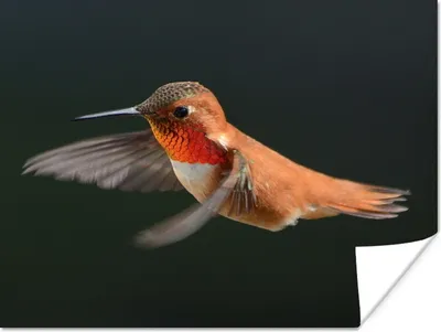 Produktbild von MuchoWow® Poster Kolibri - Federn - Schwarz 160x120 cm - Foto Plakat