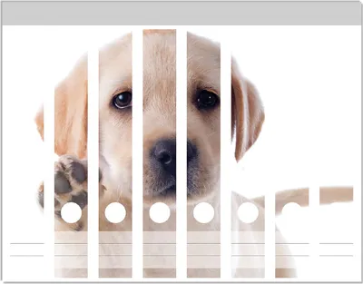 Produktbild von Wallario Ordnerrücken Sticker, selbstklebend für schmale Ordner, 8 Stück, Motiv Süßer Labrador-Welpe sagt Hallo