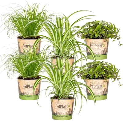 Image de Bloomique - Lot de 6 - Plantes d’intérieur sans danger pour les animaux - Chlorophytum, Cyperus, Callisia - Hauteur 20-30 cm - Pot 12 cm