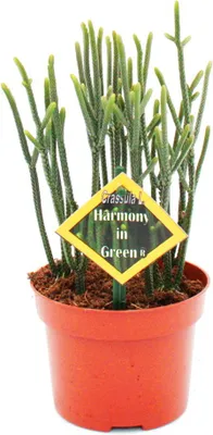 Obrázok produktu pre Sukulent - Crassula muscosa - Harmony in Green - 10cm kvetiná?