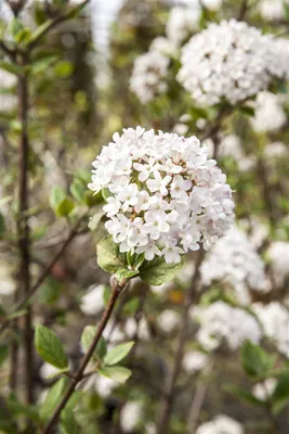 Produktbild von Viburnum burkwoodii 'Mohawk', Duft-Schneeball, weiß-rosa, 60–80 cm