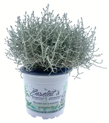 Produktbild von Enseleits Stacheldraht Pflanze, Calocephalus brownii