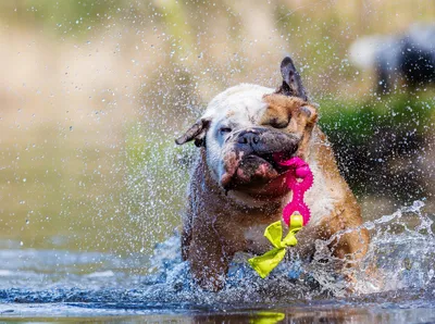 Produktbild von CALVENDO Puzzle Englische Bulldogge im Wasser 2000 Teile Puzzle quer | 2000 Teile Lege-Größe 90x67cm Foto-Puzzle für glückliche Stunden