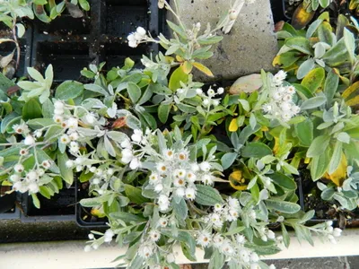 Image de 6 x Anaphalis Triplinervis - Edelweiss de Sibérie en pot de 9x9 cm