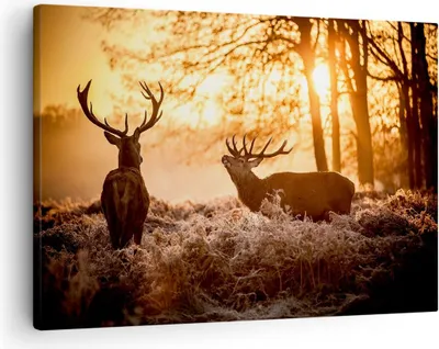 Produktbild von Bild auf Leinwand - Leinwandbild - Deer Heidekraut Tier - 70x50cm - Wand Bild - Wanddeko - Leinwanddruck - Bilder - Kunstdruck - Wanddekoration - Leinwand bilder - Wandkunst - AA70x50-3043