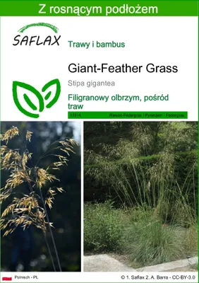 Zdjęcie produktu dla SAFLAX - Giant-Feather Grass - 10 Nasiona - Z podłożem uprawowym wolnym od zarazków - Stipa gigantea