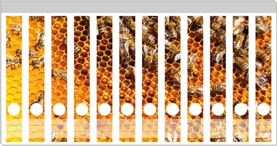 Produktbild von Wallario Ordnerrücken Sticker, selbstklebend für schmale Ordner, 12 Stück, Motiv Honigwaben mit Bienen