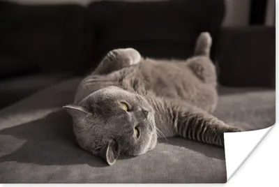 Produktbild von MuchoWow® Poster Tier - Katze - Grau 180x120 cm - Fotoplakat