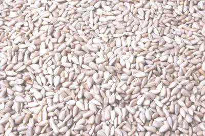 Zdjęcie produktu dla Tweetfeed, łuskane nasiona słonecznika, 1 kg