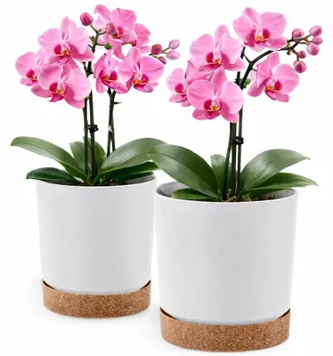 Image de Lot de 2 pots de fleurs blancs, pour intérieur et extérieur