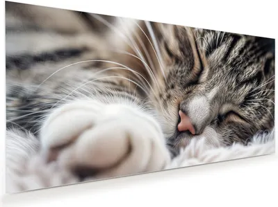 Produktbild von Glasbild 110x55cm in XXL für Wohnzimmer, Schlafzimmer Motiv Schlafende Katze